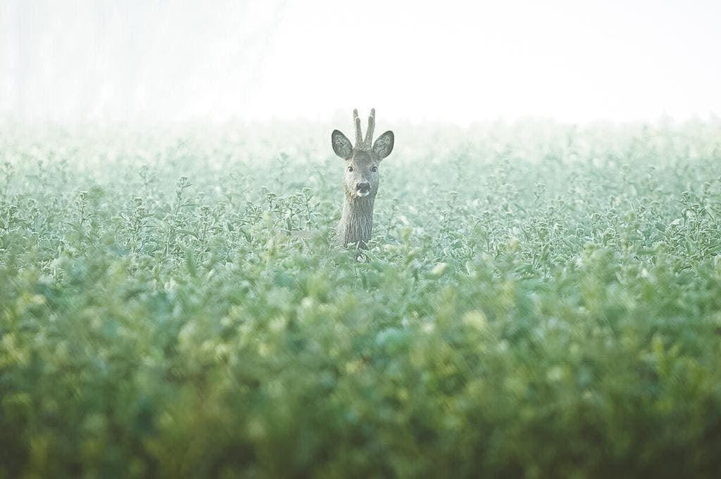 Ein Hirsch steht im grünen Feld und blickt in die Kamera.