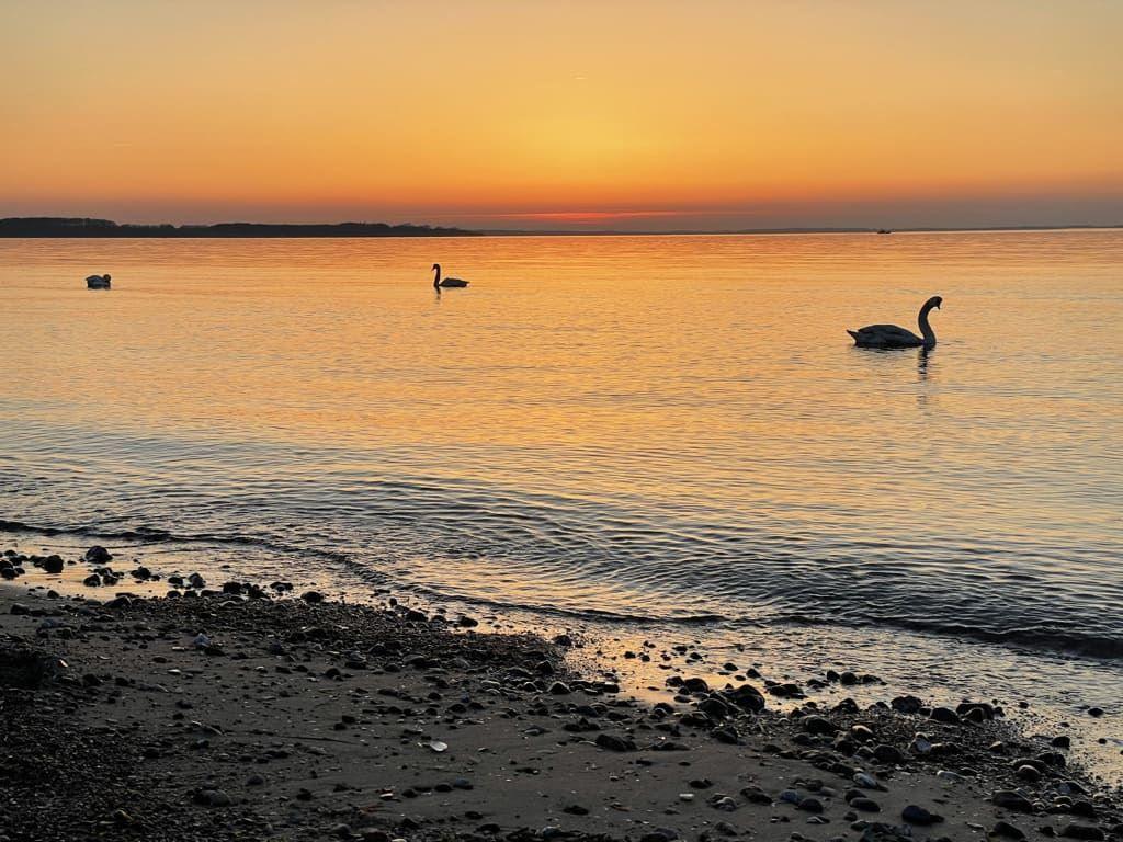 Schwarze Schwäne schwimmen bei Sonnenuntergang auf ruhigem Wasser neben einem steinigen Strand.