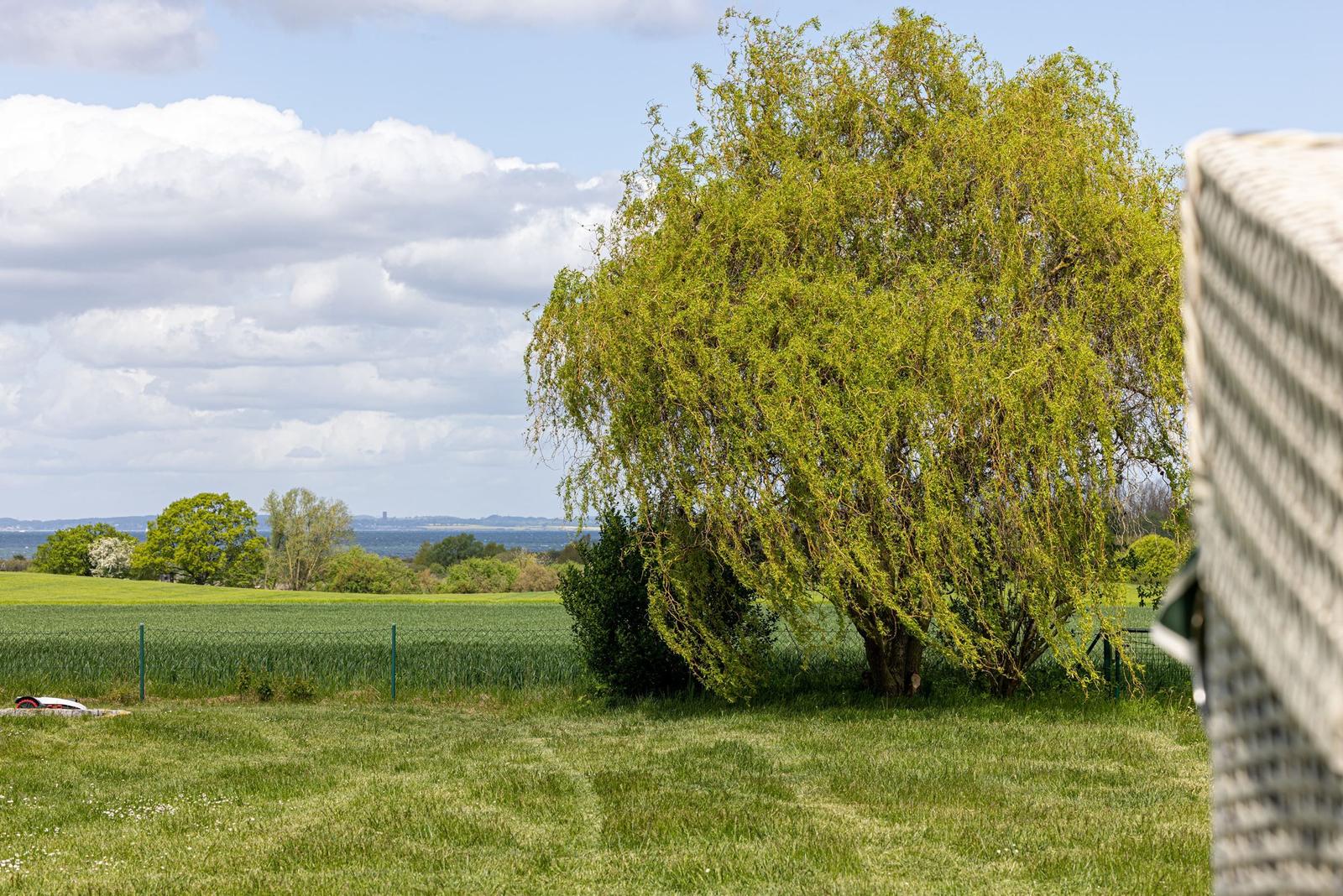 Grünes Gras, ein großer Baum und ein Blick auf Felder und Wasser.