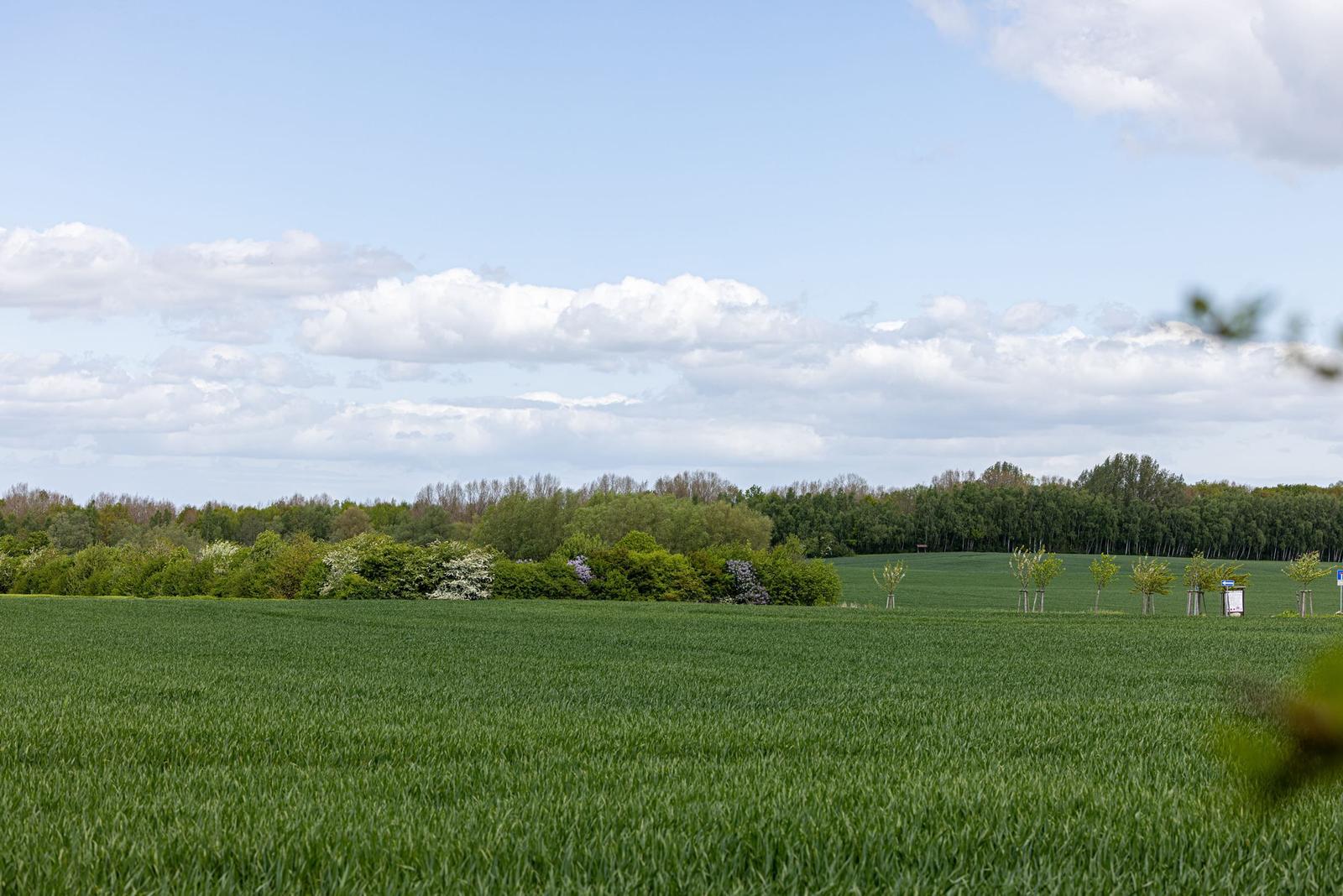 Weites Feld mit grüner Wiese, Bäume und blauer Himmel mit Wolken.