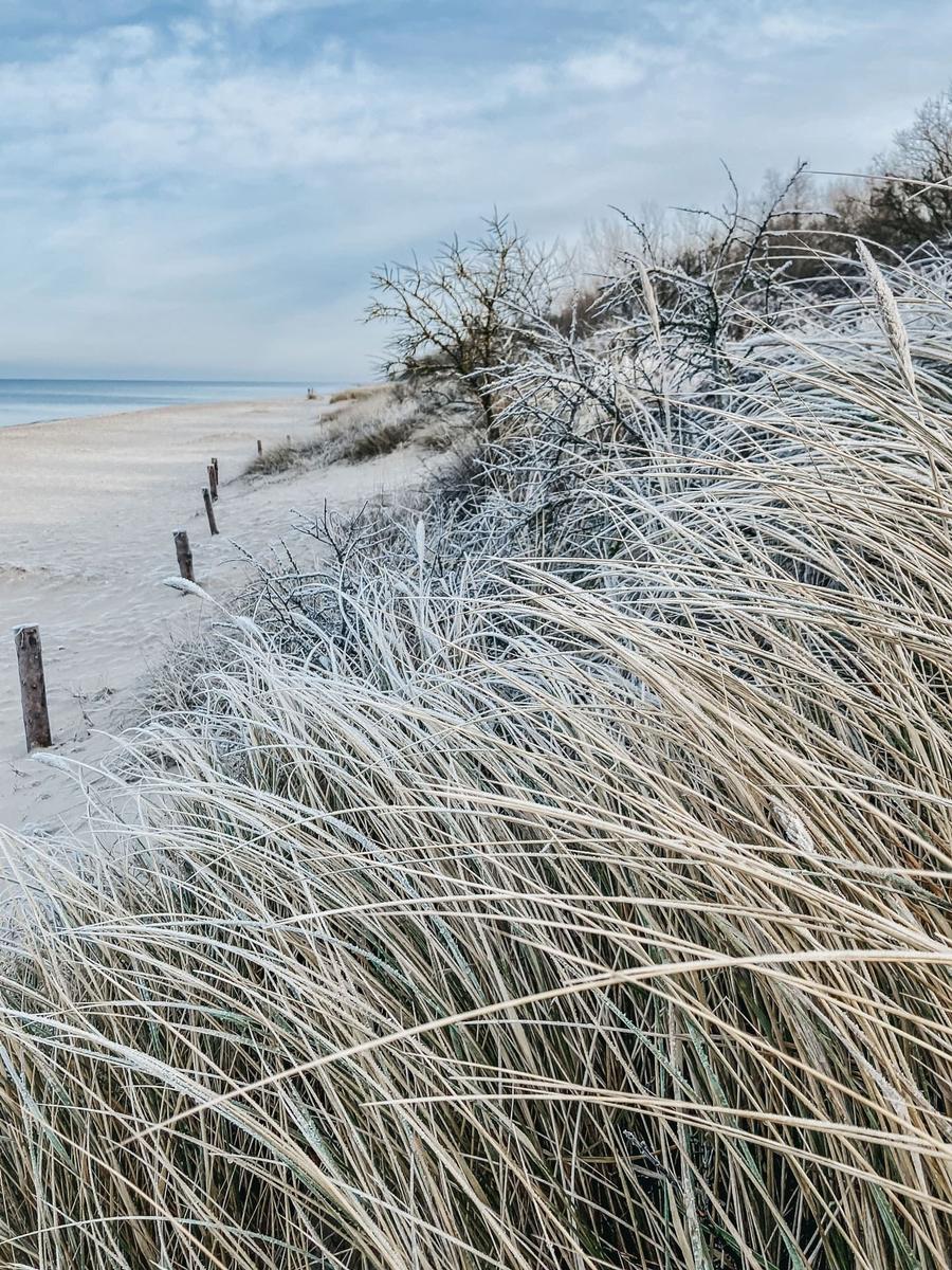 Frostbedeckte Strandgräser am Ufer mit Blick auf das Meer.
