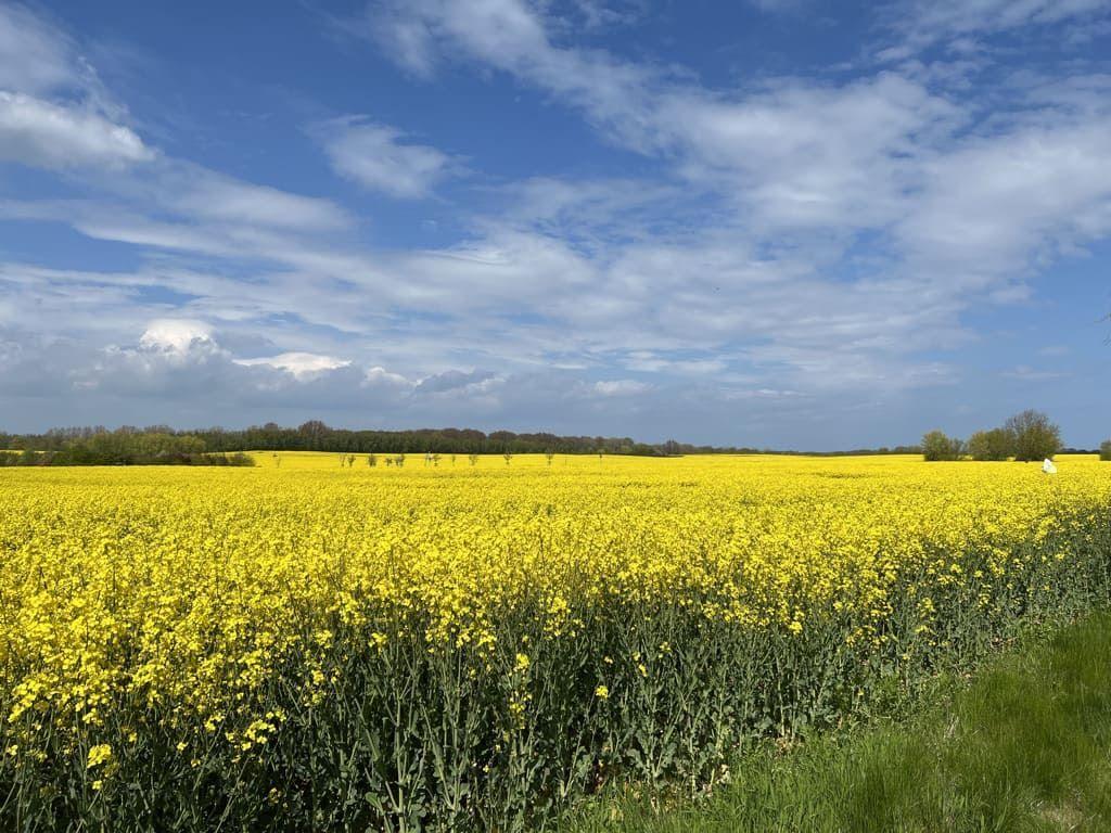 Weitläufiges Rapsfeld unter blauem Himmel mit weißen Wolken.