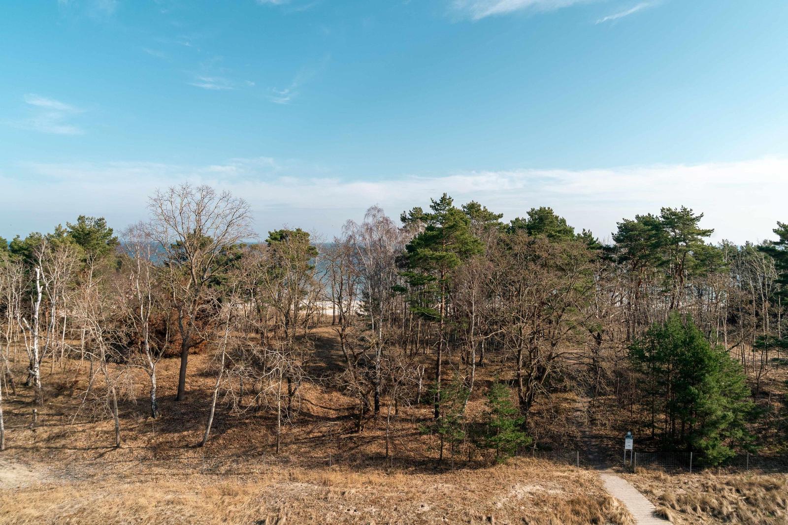 Wald mit Bäumen und einem Weg im Vordergrund unter blauem Himmel.