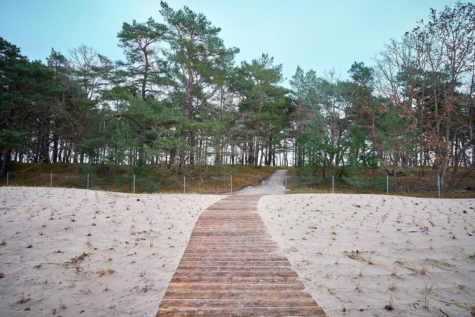 Wooden path through sandy area to woodland