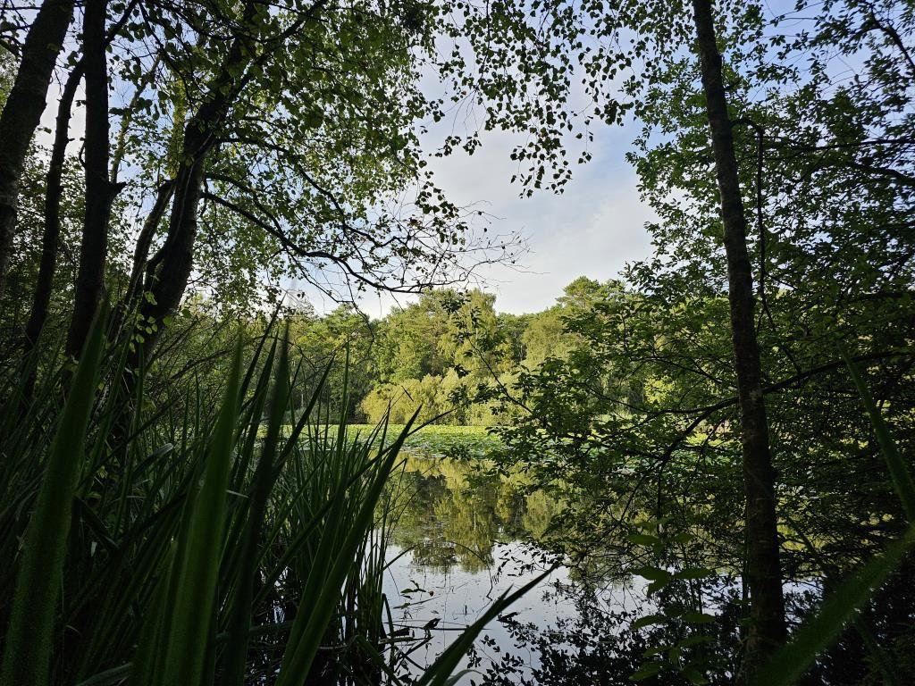 A calm lake in the woods with trees and reflective water surface.