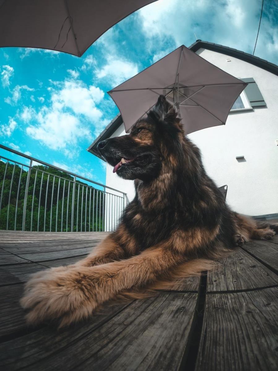 Hund liegt auf Terrasse unter Sonnenschirm. Hintergrund: Haus und bewaldeter Hang.