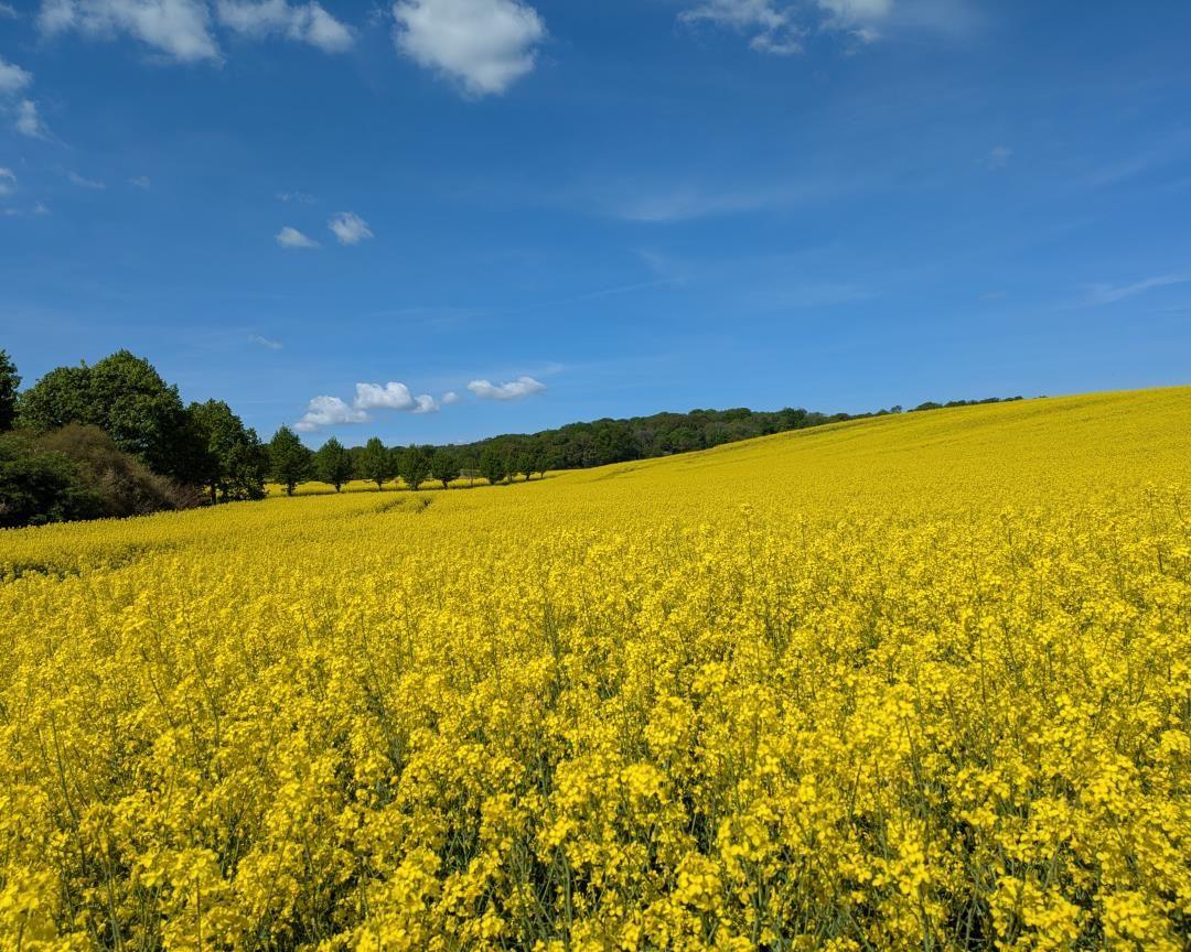 Weitläufiges Feld mit gelben Blumen unter blauem Himmel mit wenigen Wolken.