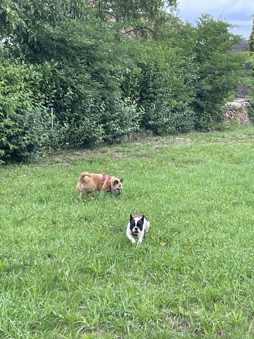 Zwei Hunde spielen auf einer grünen Wiese hinter einem dichten Heckenzaun.