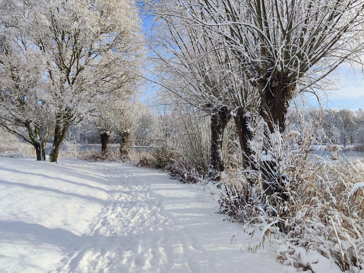 Snow-covered path between snow-covered trees and shrubs near water.