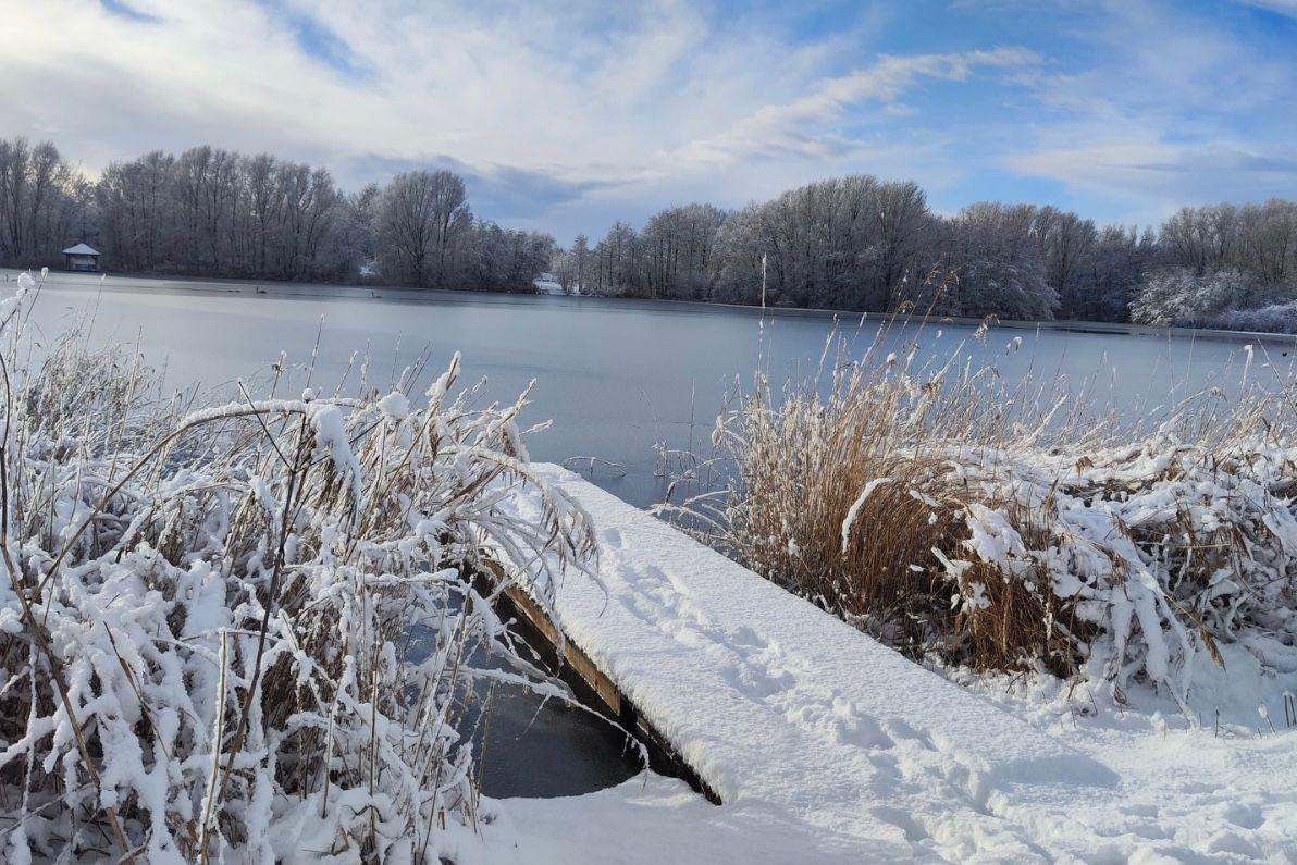 Snow-covered lake with shoreline vegetation and wooden dock in winter.