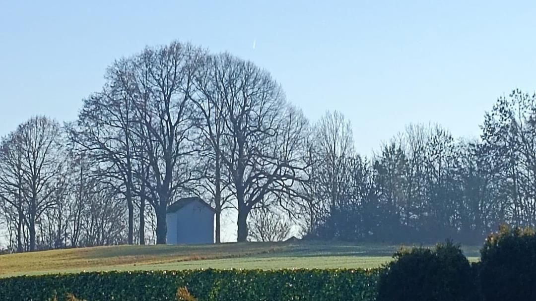 Ein kleines Haus steht unter hohen Bäumen auf einer grünen Wiese.