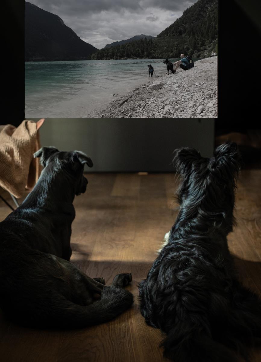 Auch die Hunde haben Spaß am Kino