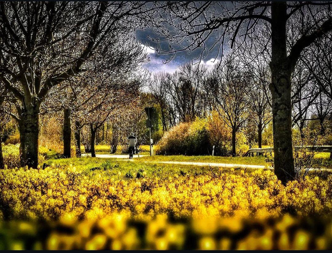 A path through a forest with yellow flowers in the foreground and a cyclist in the distance.