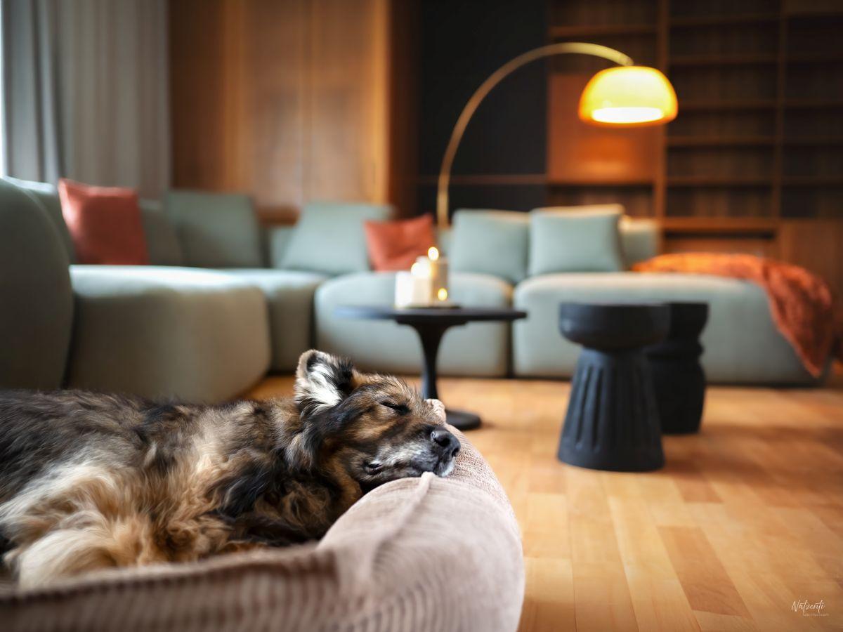 Ein Hund schläft auf einem Sitzkissen. Im Hintergrund befindet sich ein Sofa mit Kissen.