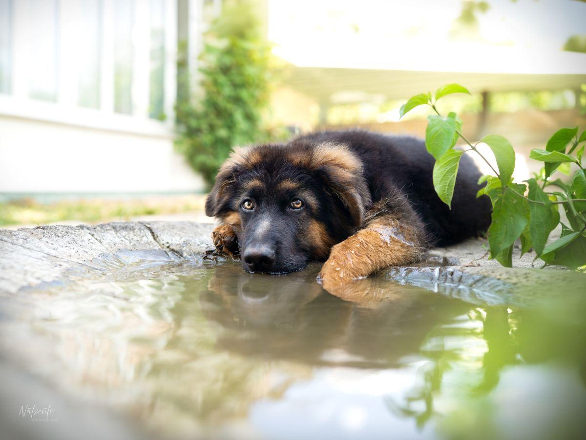 Ein deutscher Schäferhund liegt im Wasserbecken und schaut in die Kamera.