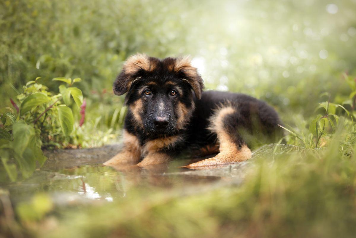 Ein deutscher Schäferhundwelpen liegt im Wasser und blickt in die Kamera.