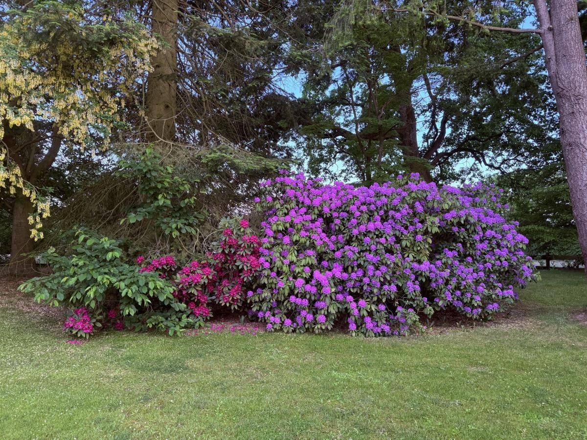 Vor dem Haus blühen lila und rosa Rhododendronsträucher unter hohen Bäumen.