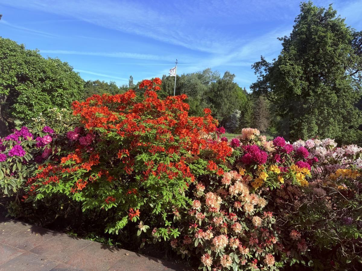 Bunte Blumenhecken vor einem gepflegten Garten mit Bäumen und blauem Himmel.