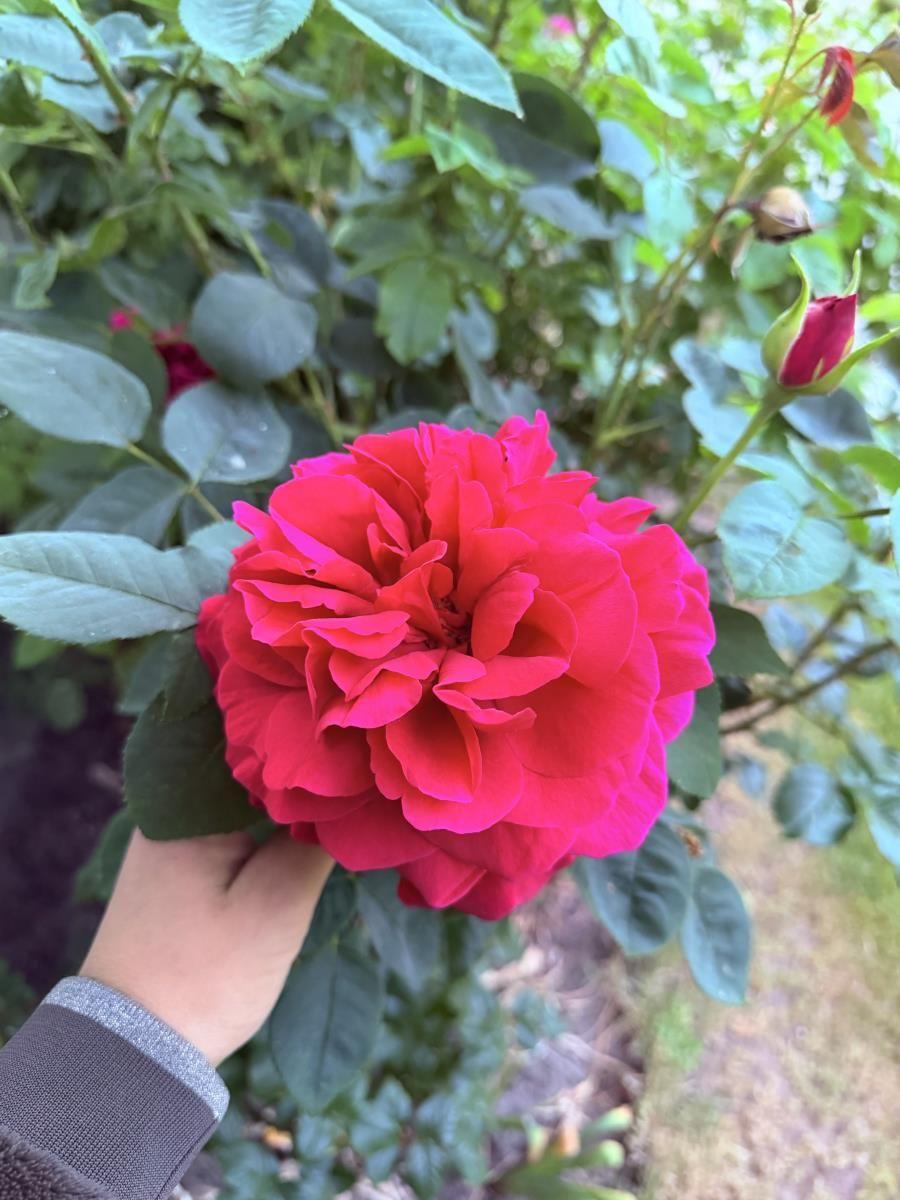 Eine Hand hält eine leuchtend rote Rose mit grünen Blättern im Hintergrund.