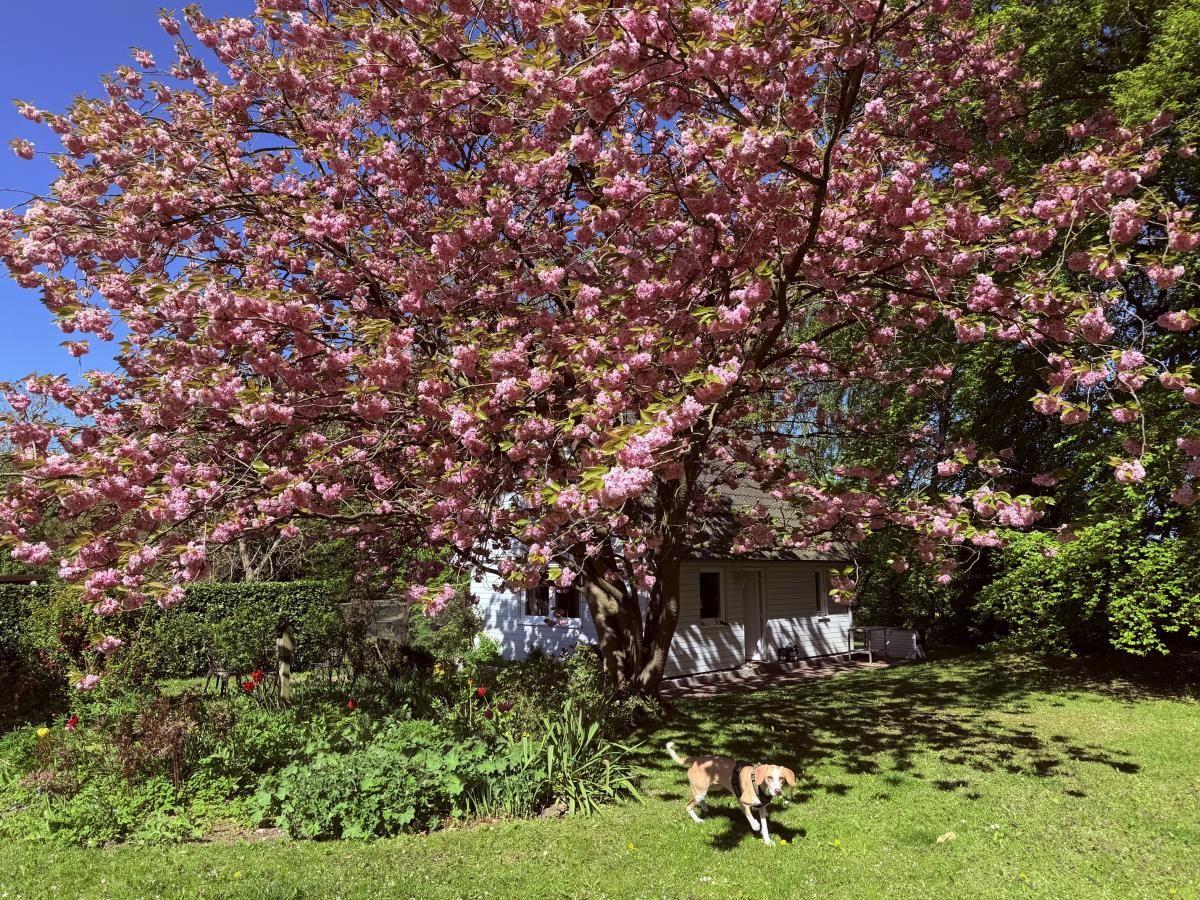 Hausansicht und Garten