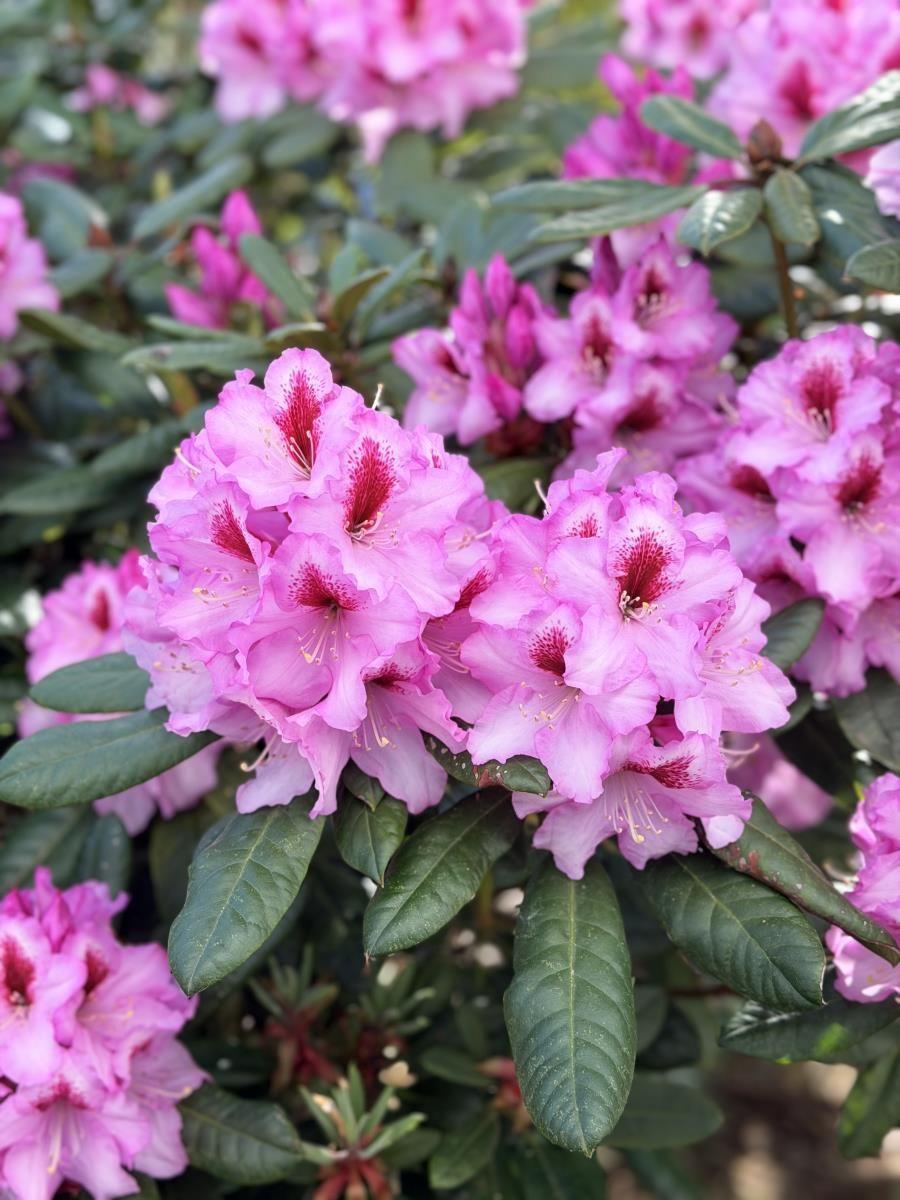 Blütenstände mit rosa Rhododendronblüten und grünen Blättern