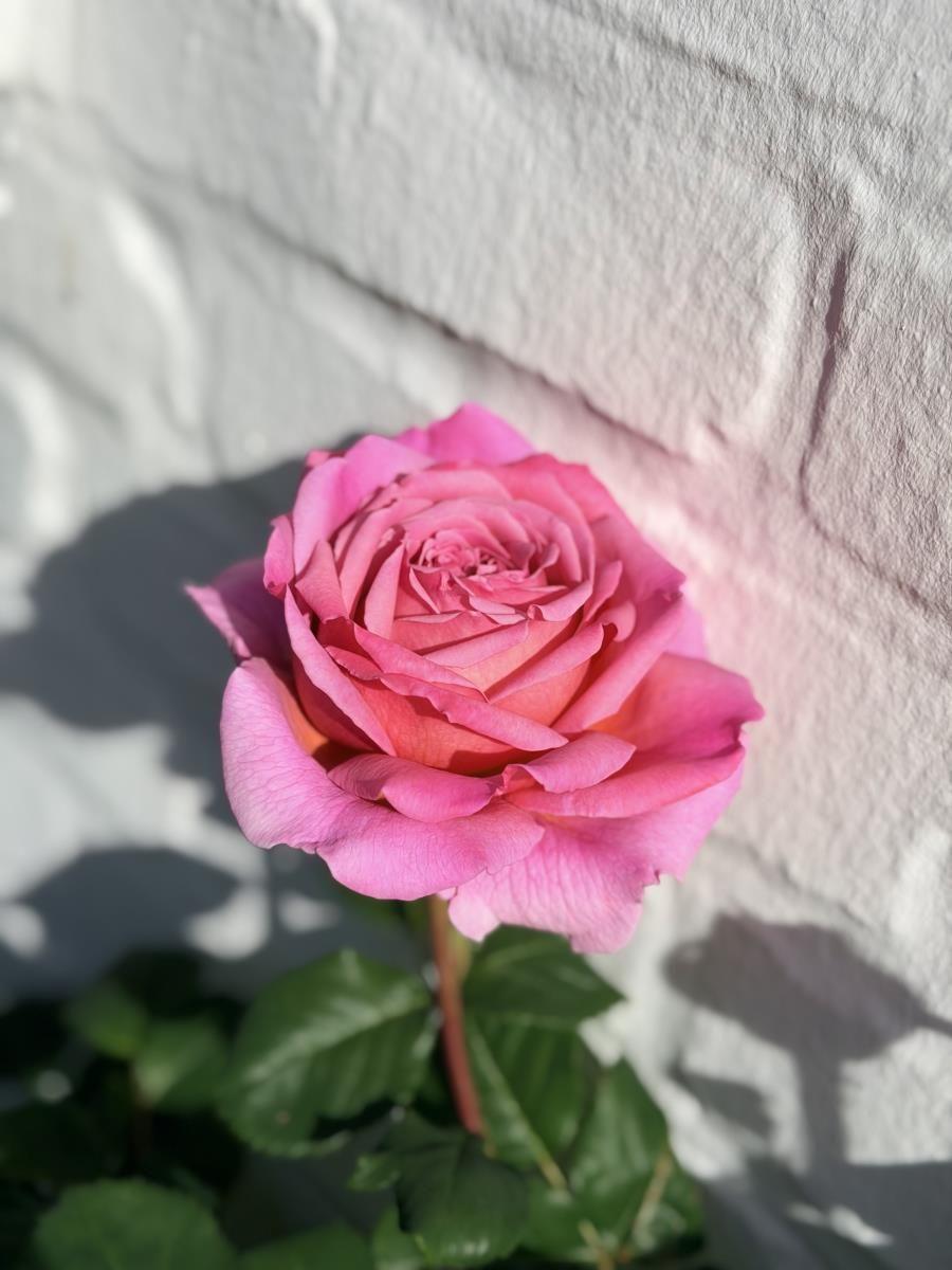 Eine rosa Rose blüht vor einer weißen Steinmauer.