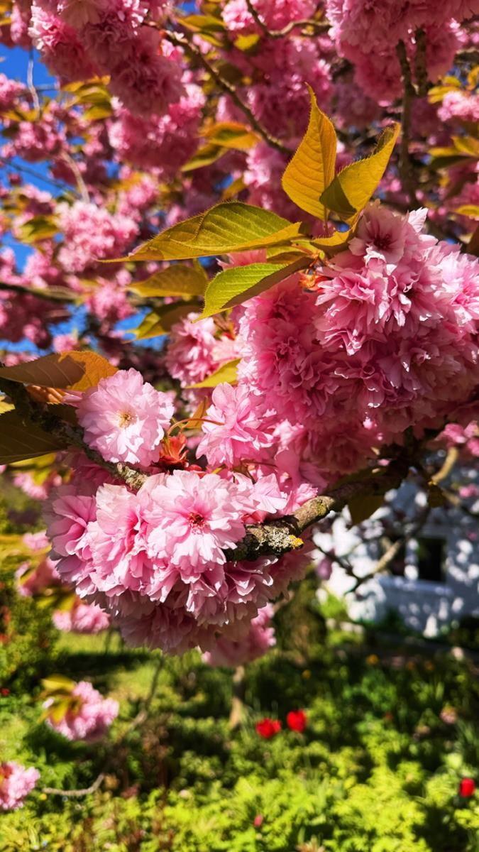 Kirschblütenbaum mit rosa Blüten und grünen Blättern vor blauem Himmel.
