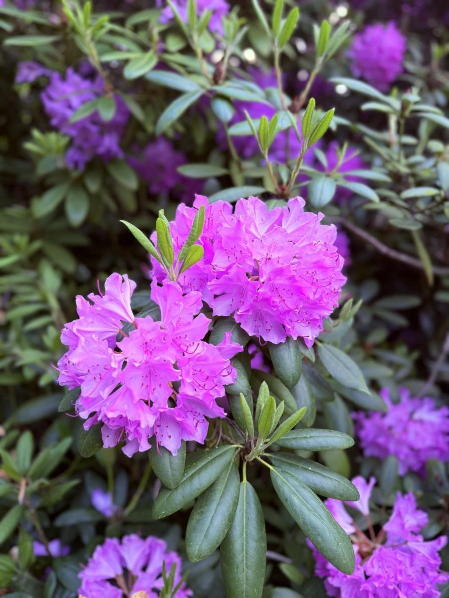Violette Rhododendrenblüten mit grünen Blättern im Garten