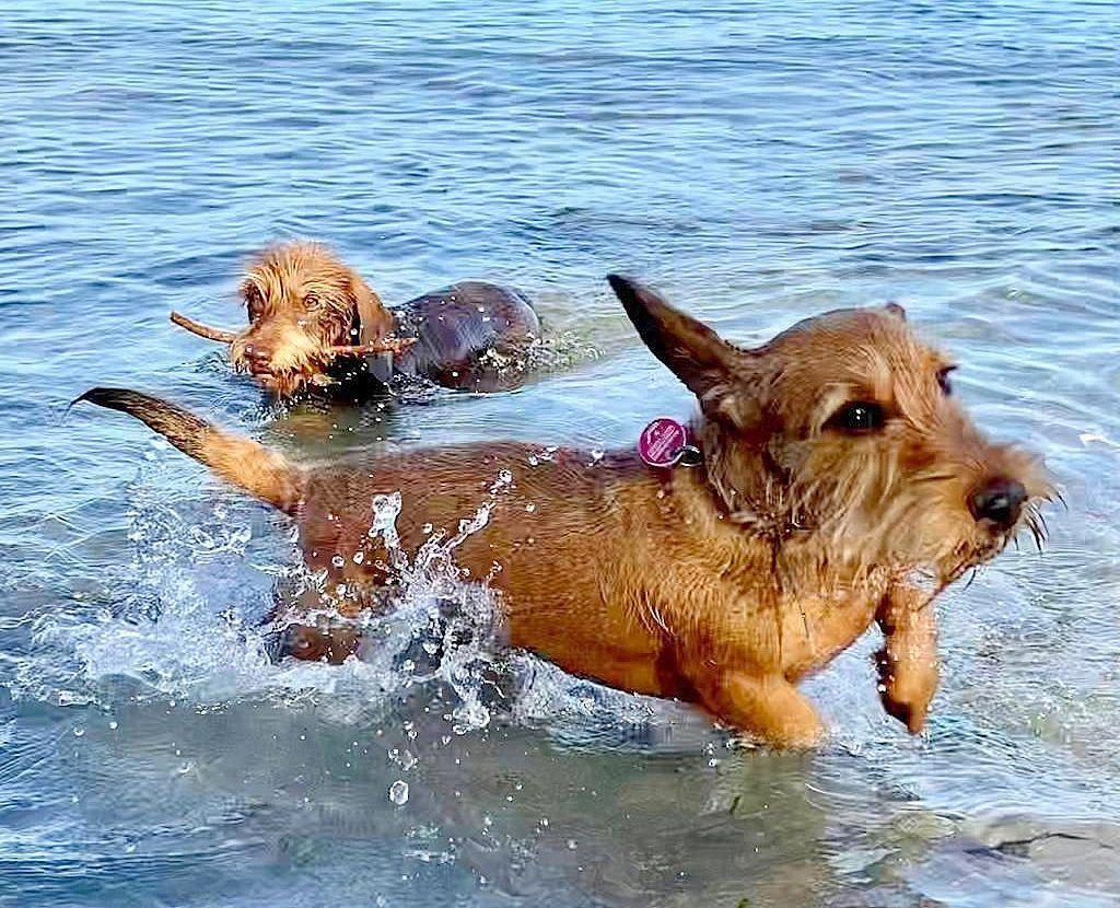 Two dogs swim in water, one carries a stick.
