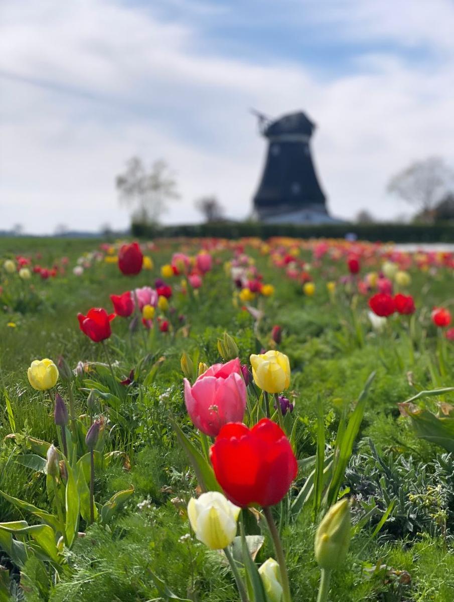 Blumenfeld mit Tulpen und Windmühle im Hintergrund.