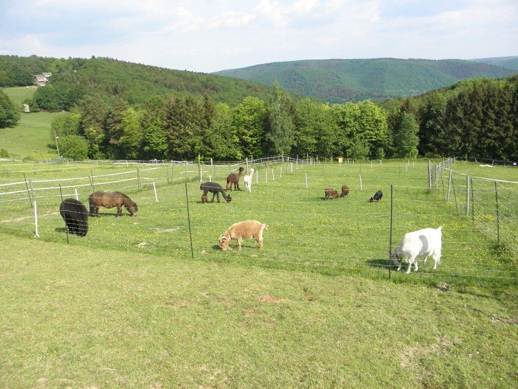 Meine Tiere auf der Weide. Leider ist mein Pony nicht mehr dabei.