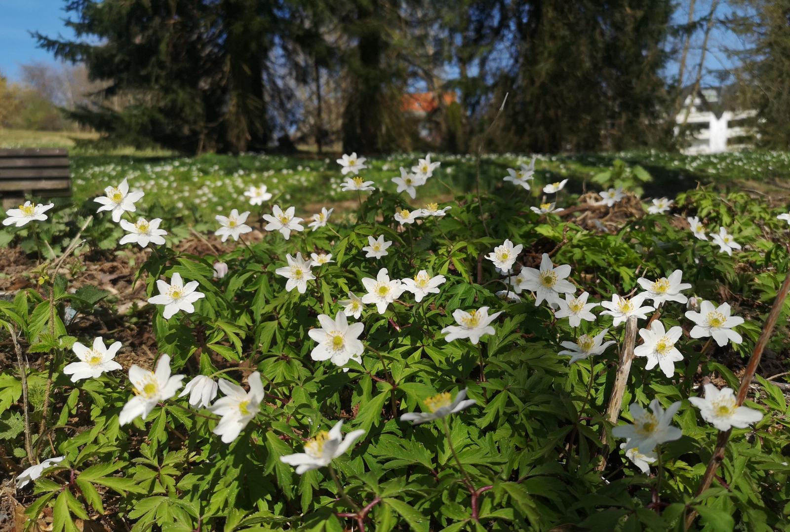 Weiße Blumen blühen im Garten unter Bäumen.