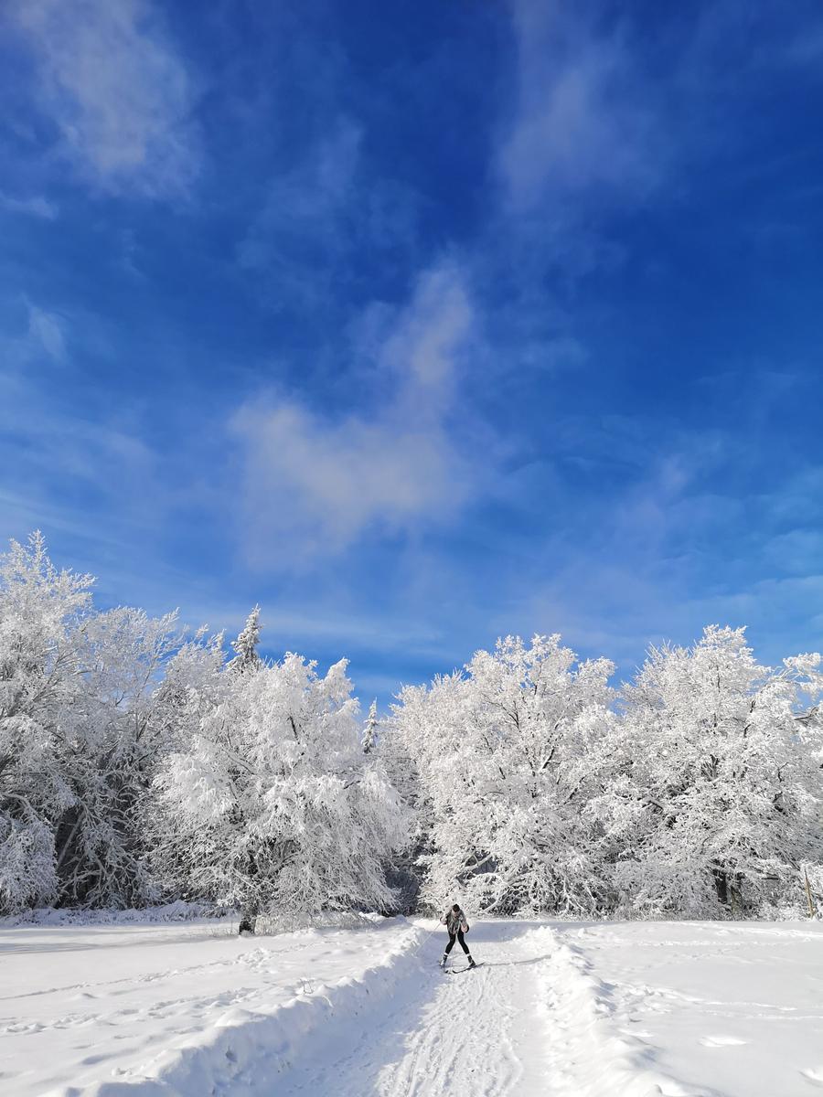 Ein Skifahrer bewegt sich auf einer verschneiten Piste unter schneebedeckten Bäumen und blauem Himmel.