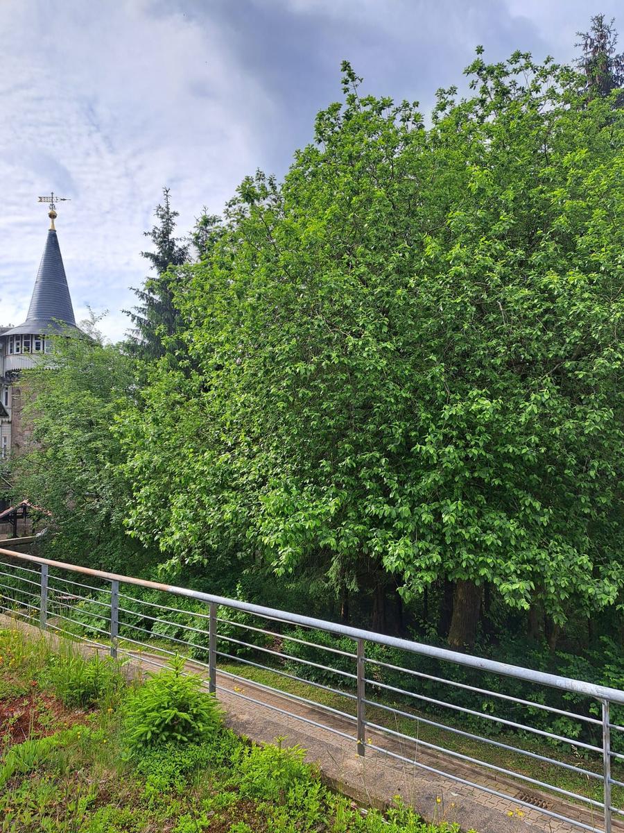 Blick auf einen grünen Baum mit Metallgeländer und Turm im Hintergrund.