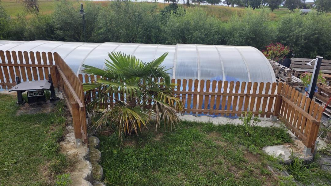 Gewächshaus mit Holzzaun und Palme im Garten