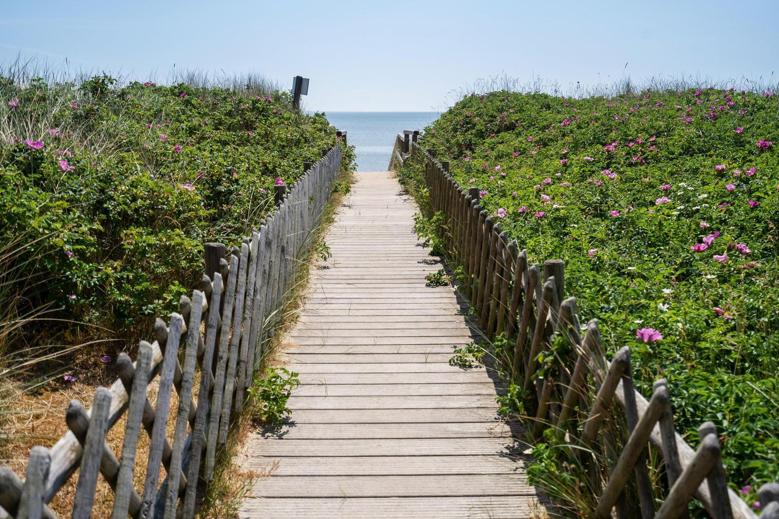 Holzsteg führt von Dünen mit Blumen zum Strand und Meer.