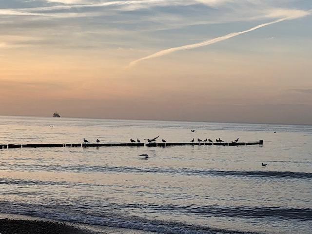 Seeufer mit Steg, Vögeln und Schiff im Hintergrund bei Sonnenuntergang.