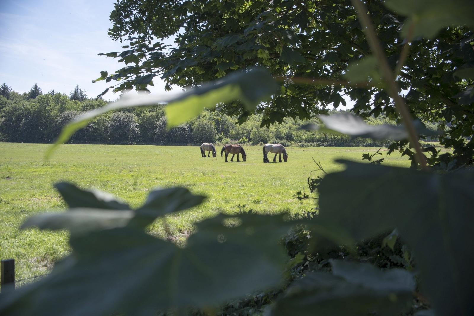 Ein Pferd weidet auf einer Wiese vor einem mehrstöckigen Wohnhaus.