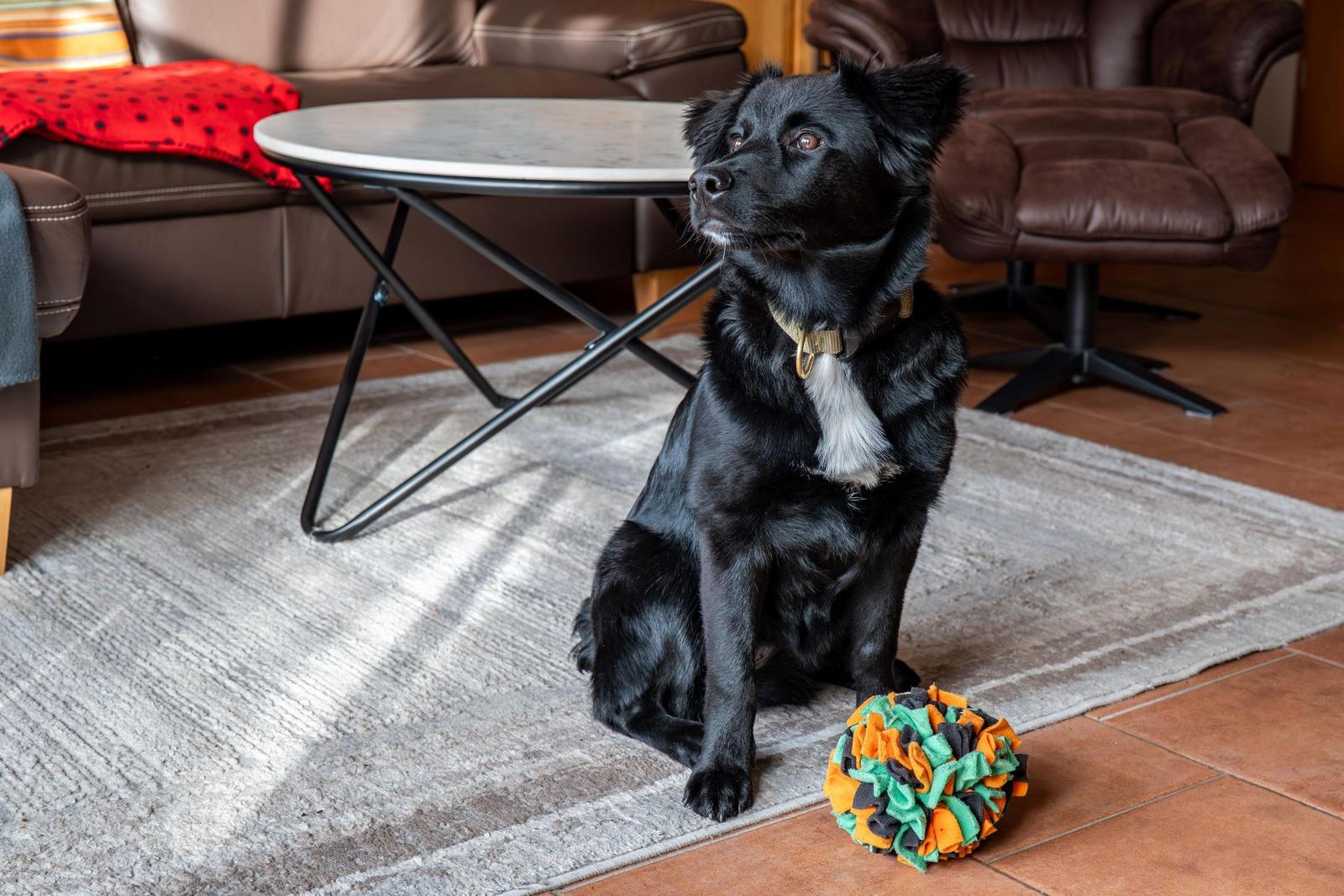 Ein schwarzer Hund liegt auf grünem Rasen neben einem bunten Spielzeug.