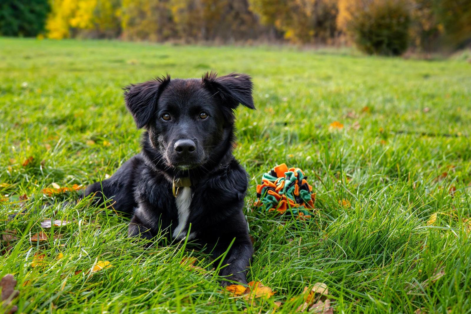 Ein schwarzer Hund liegt auf grünem Gras neben einem bunten Spielzeug.