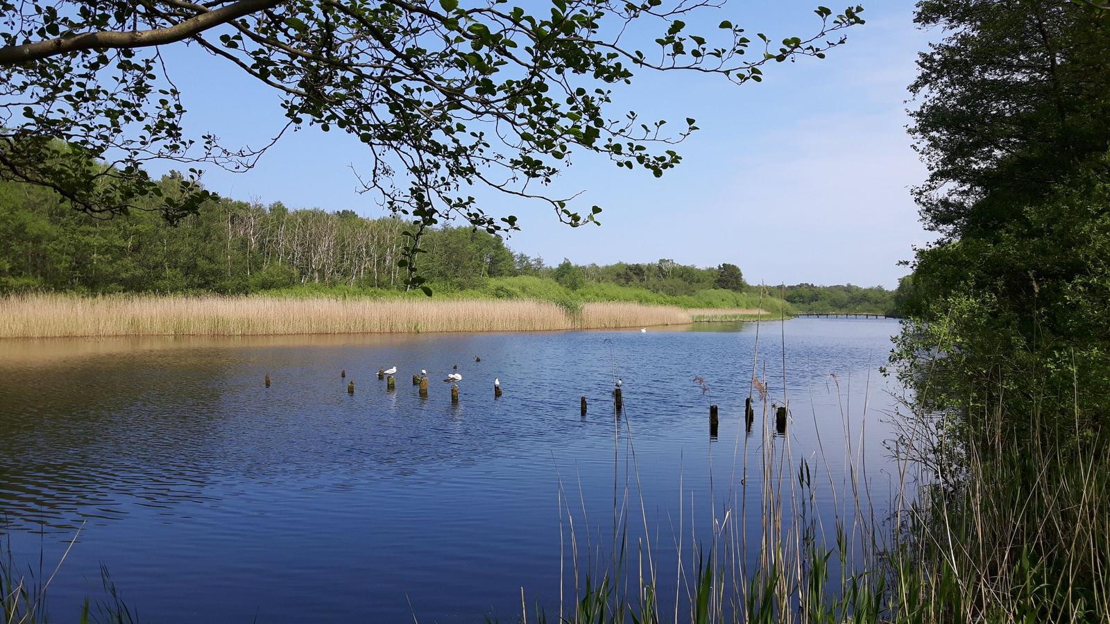 Sonnenuntergang über einem Fluss mit fliegenden Vögeln und Ufervegetation.
