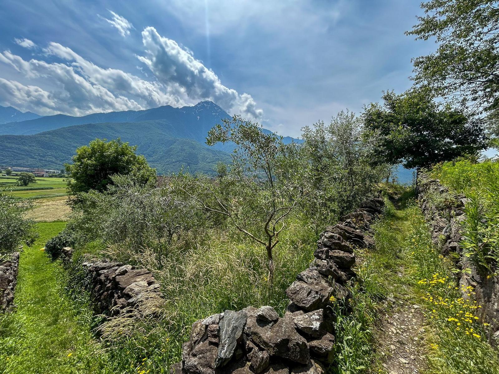 Sonnenlicht durchbricht den Berg, Feld mit Bäumen und einfacher Zaun im Vordergrund.
