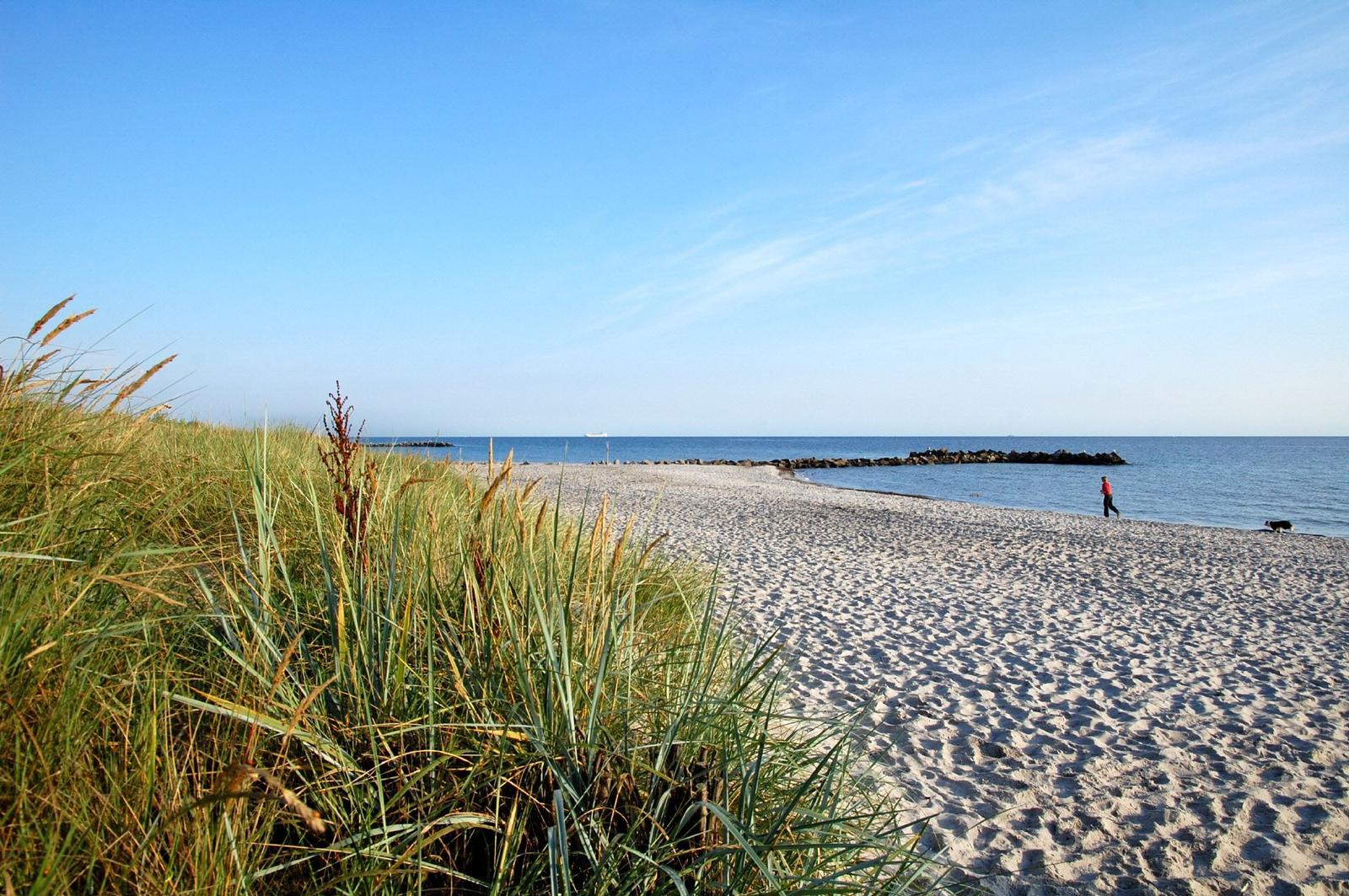 Strand mit Gräsern im Vordergrund und einem Kreuzfahrtschiff im Hintergrund.