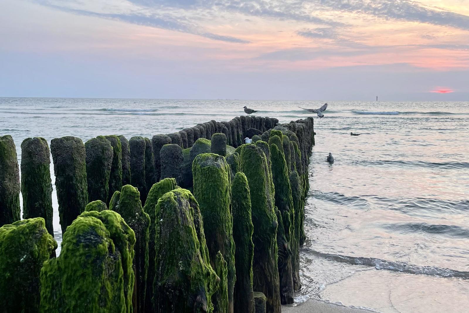 Sonnenuntergang über dem Meer mit grünen Sträuchern im Vordergrund.