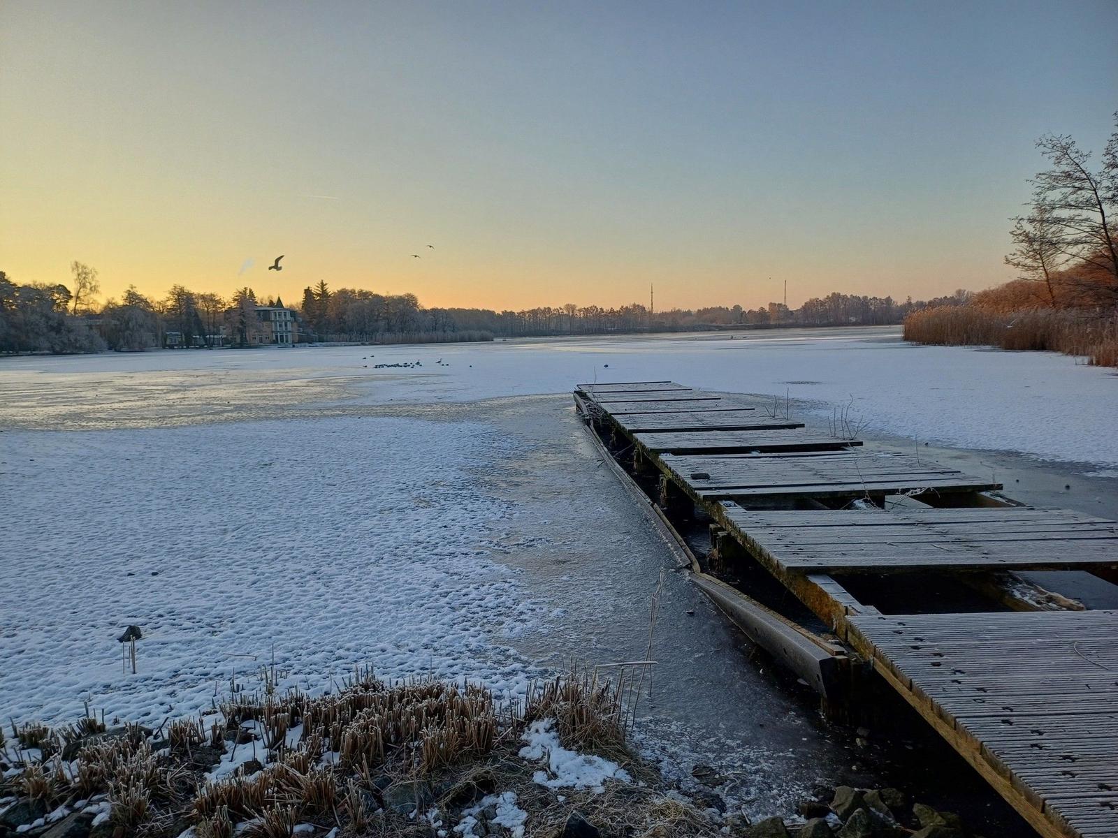 Schneebedeckter See mit Enten und Schilf am Ufer.