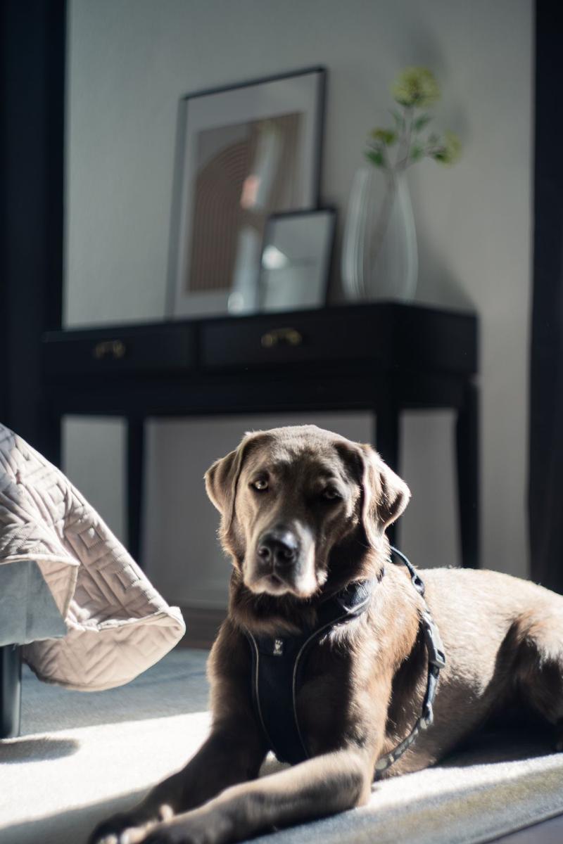 Hundefreundliche Wohnung, Näpfe vorhanden