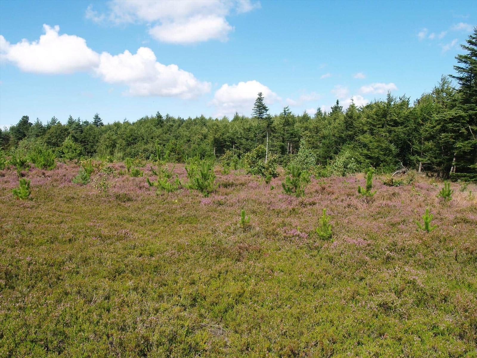 Holzsteg mit Sitzgelegenheiten am Wasser. Blick auf ruhiges Meer unter blauem Himmel.