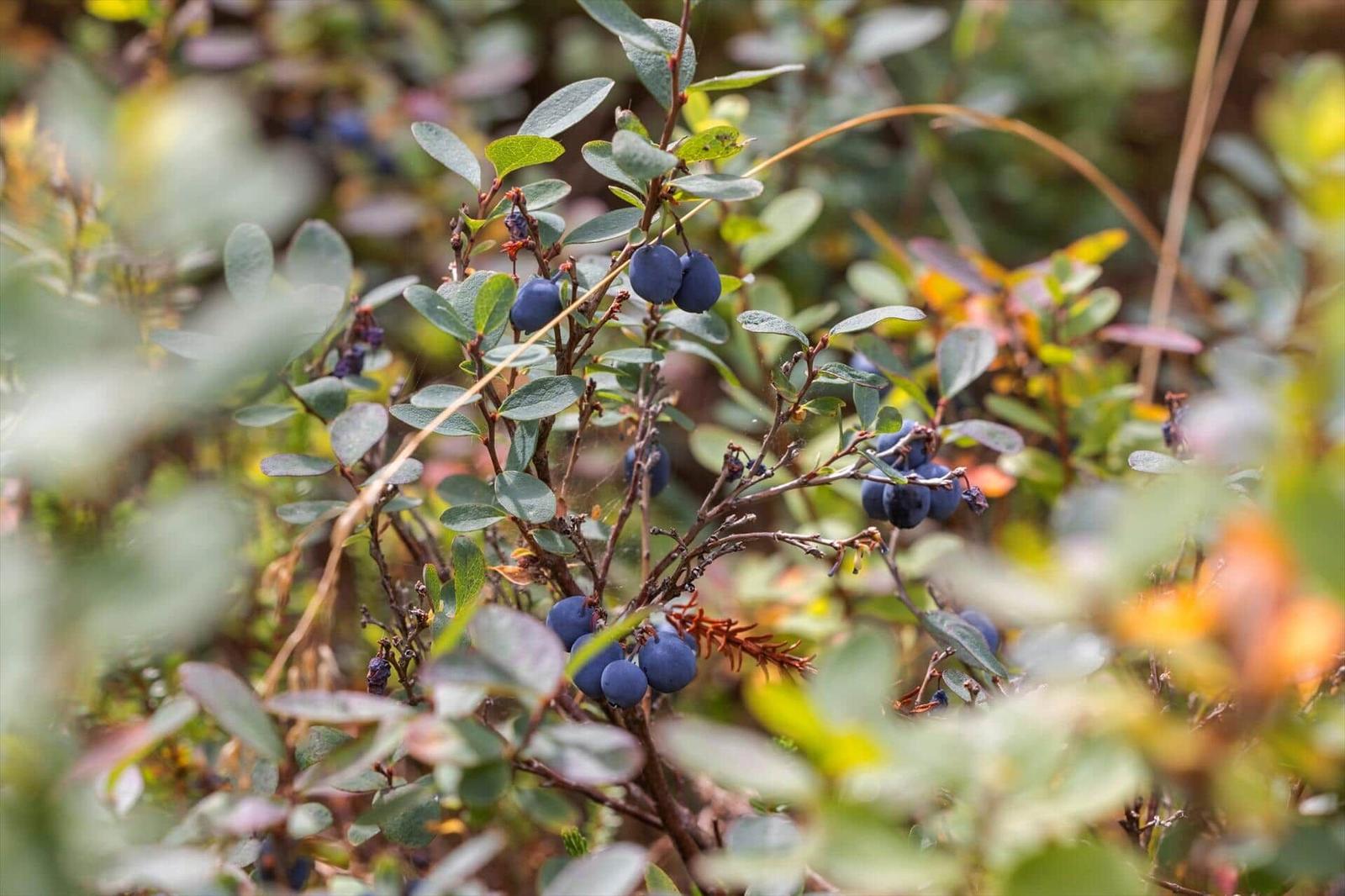 Reife Blaubeeren an einem Strauch mit grünen und rötlichen Blättern.