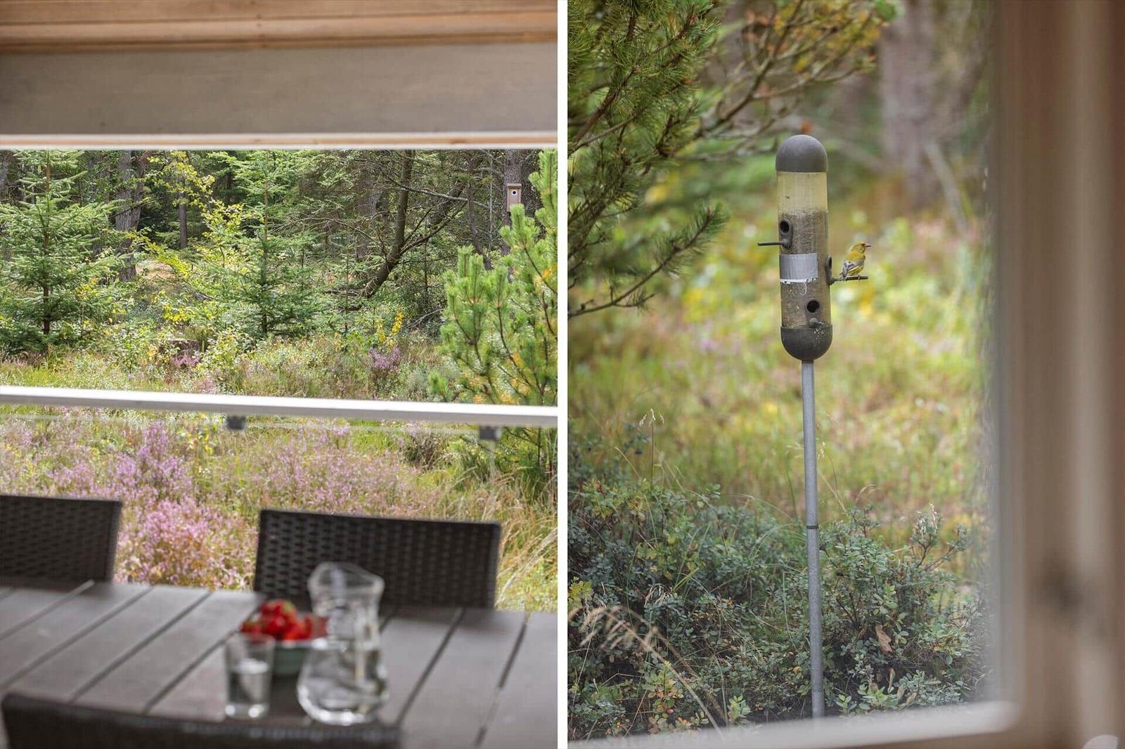 Holztisch mit Erdbeeren vor Heide; Vogelfutterstation mit Vogel.