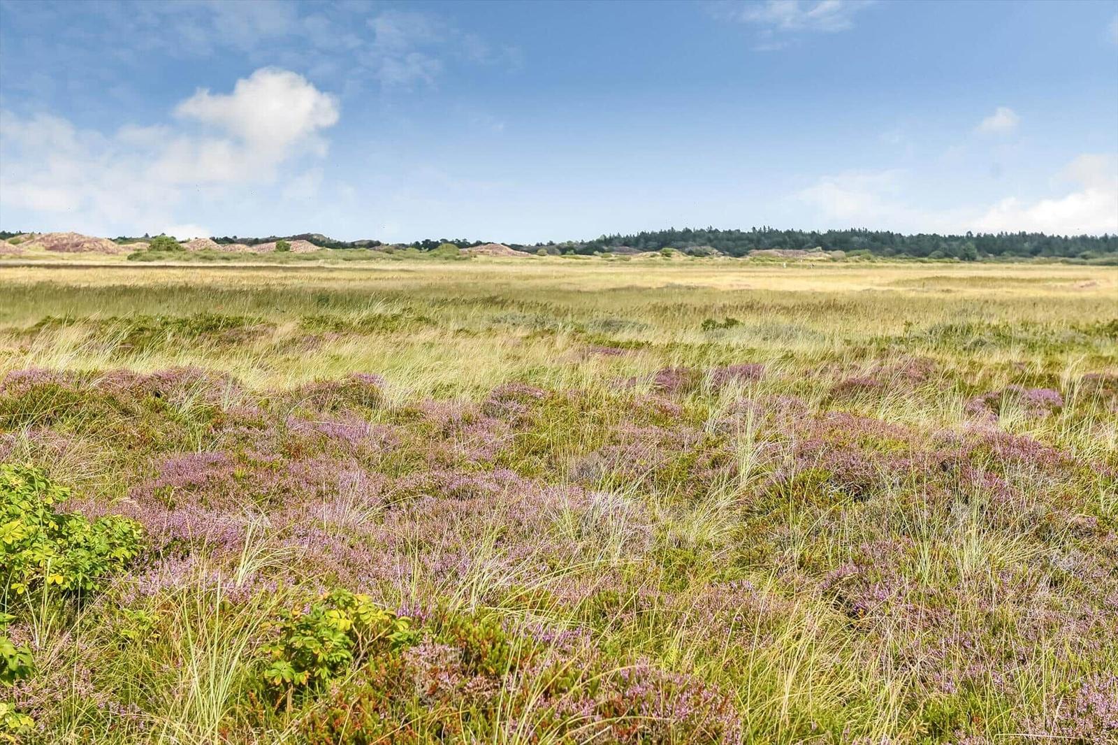 Violette Heide und Gräser in weiter Dünenlandschaft mit Waldrand am Horizont.